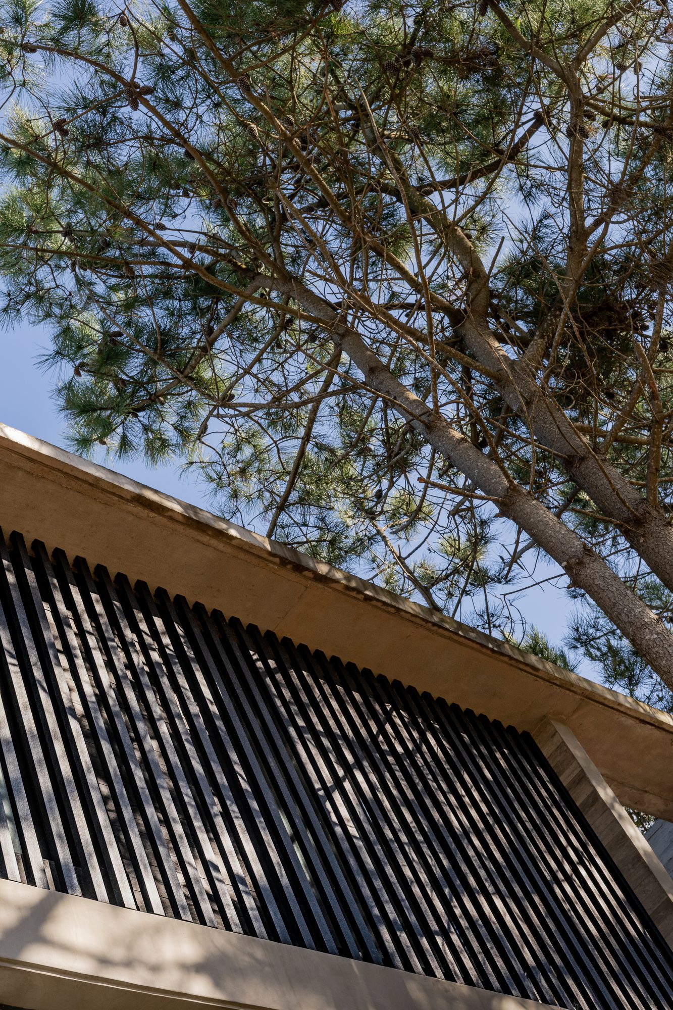 Alero con parasol de listones oscuros bajo las copas de los pinos — CORNER Arquitectura