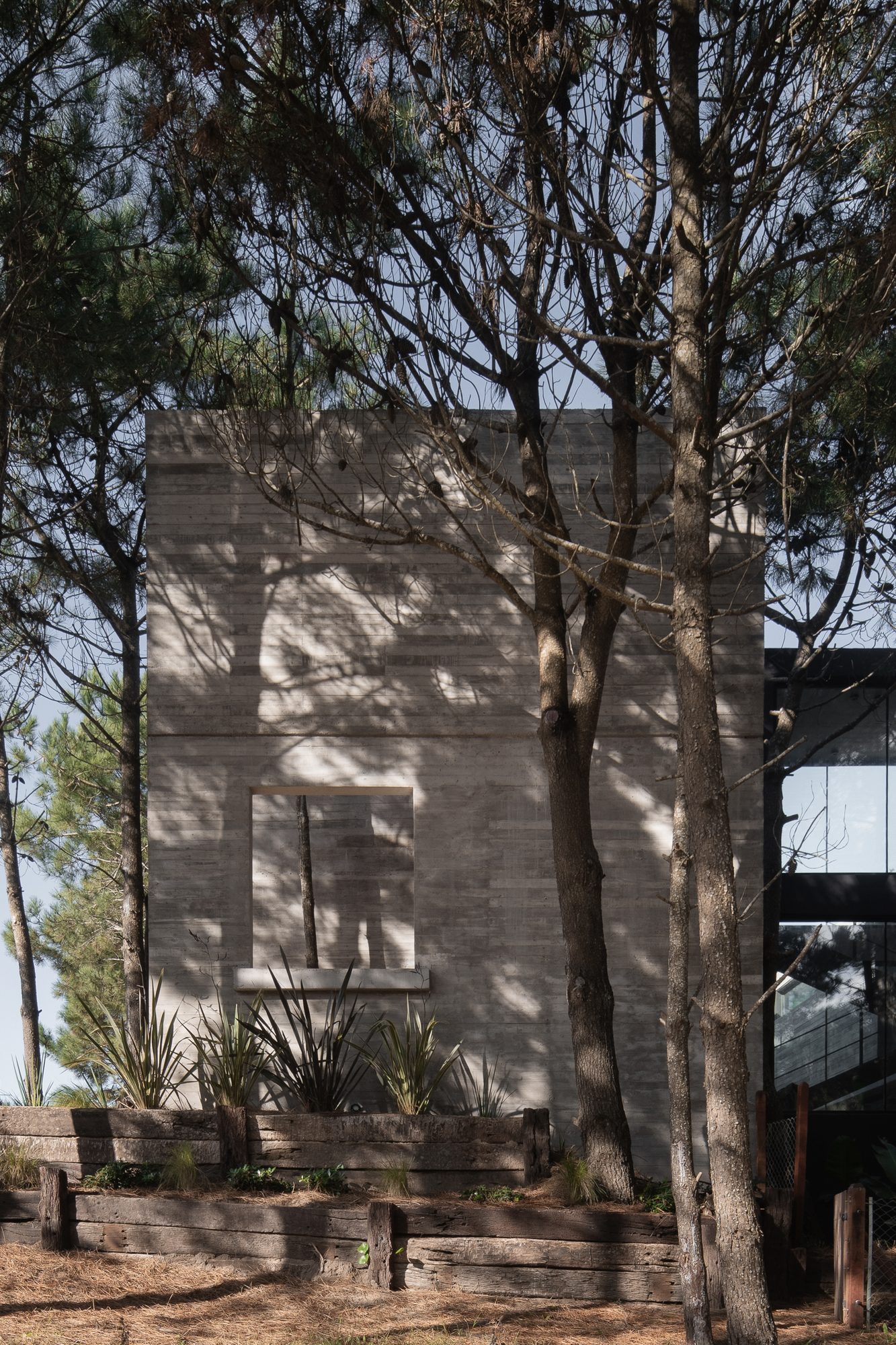 Volumen de hormigón visto emplazado entre los pinos del lote — CORNER Arquitectura