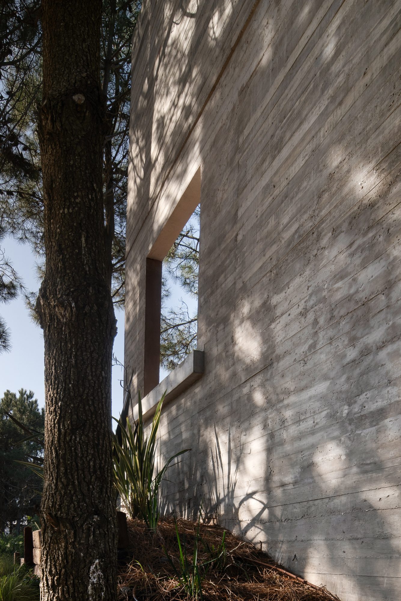 Muro de hormigón con el tronco de un pino en primer plano — CORNER Arquitectura
