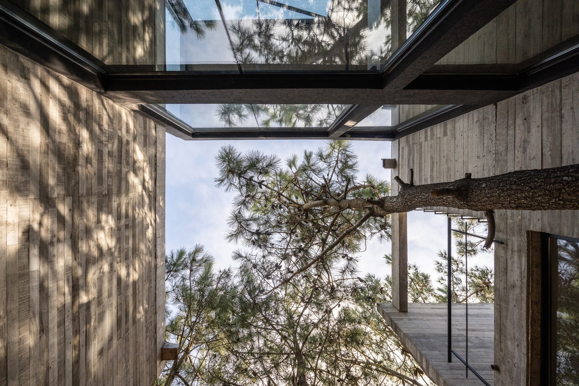 Contrapicado del patio: las copas de los pinos vistas entre las losas — CORNER Arquitectura