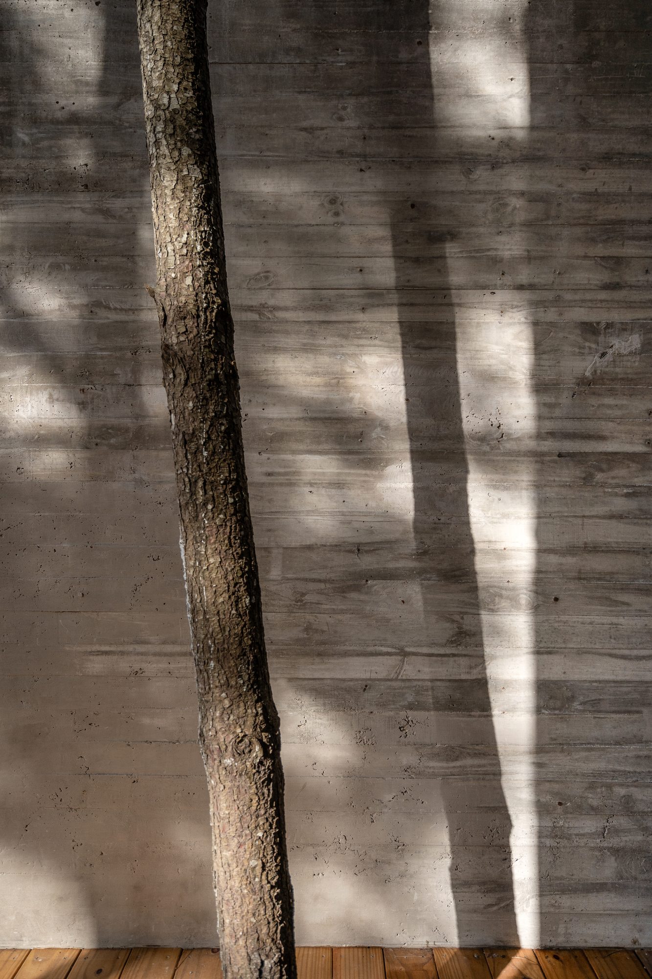 Sombras de la vegetación proyectadas sobre un muro de hormigón — CORNER Arquitectura